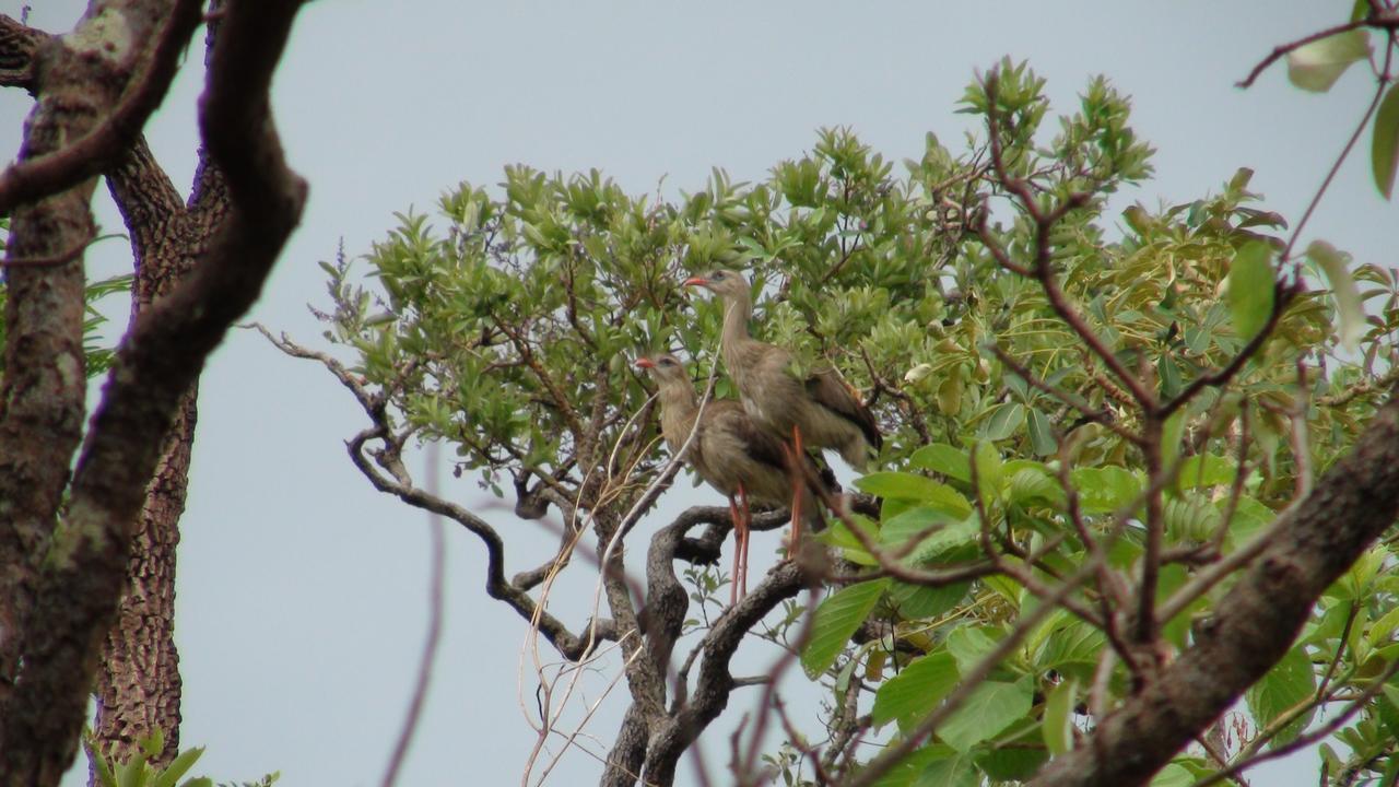 Canto Da Coruja - Ecohospedagem São Jorge Exteriér fotografie